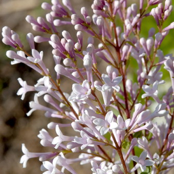 Ornamental arbust fotografie liliac, numele, descrierea soiurilor și speciilor de liliac, de plantare și îngrijire