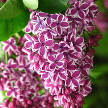 Ornamental arbust fotografie liliac, numele, descrierea soiurilor și speciilor de liliac, de plantare și îngrijire