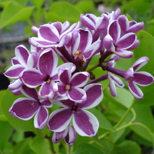 Ornamental arbust fotografie liliac, numele, descrierea soiurilor și speciilor de liliac, de plantare și îngrijire