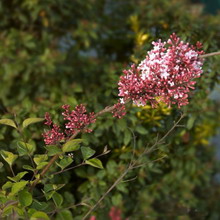 Ornamental arbust fotografie liliac, numele, descrierea soiurilor și speciilor de liliac, de plantare și îngrijire