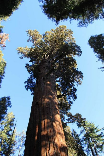 copac sequoia în Statele Unite - tipuri, descrieri, dimensiuni și fotografii