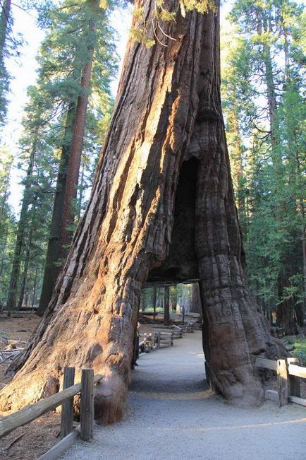 copac sequoia în Statele Unite - tipuri, descrieri, dimensiuni și fotografii
