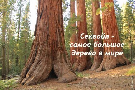 copac sequoia în Statele Unite - tipuri, descrieri, dimensiuni și fotografii