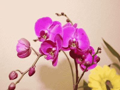 Phalaenopsis orhidee acasă - îngrijire la domiciliu