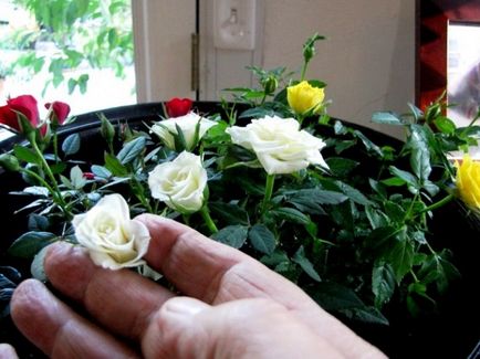 Acasă sau apartament Rose - ingrijire si cultivare