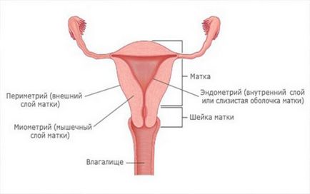 Endometrul pe zile rata de ciclu, grosime, cauzează inconsistență