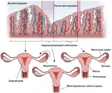 Endometrul pe zile rata de ciclu, grosime, cauzează inconsistență