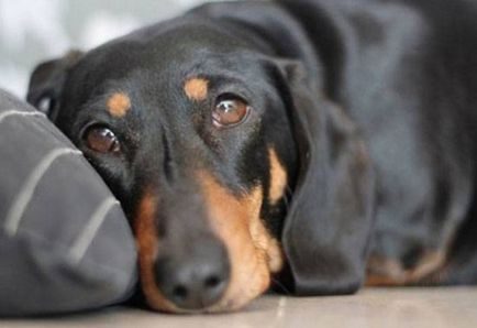 Simptomele enterită la câini, simptome, tratament la domiciliu