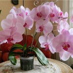 îngrijire Phalaenopsis la domiciliu, după magazin (orhidee)
