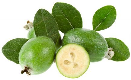 Feijoa - cum să crească în casă, îngrijirea corespunzătoare