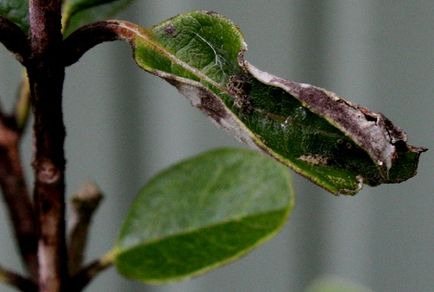 cultivarea Feijoa la domiciliu, Feijoa, acasă exotice