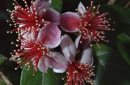 cultivarea Feijoa la domiciliu, Feijoa, acasă exotice