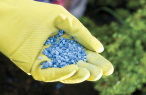 ingrasaminte fosfor-potasiu - ceea ce este și ceea ce sunt folosite, grădină, grădină de zarzavat