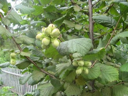 Hazelnut cum să crească nuc acasă, cum să planteze