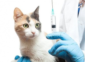 Gamavit pentru pisici și pisici compoziție, instrucțiuni de utilizare, ca comentarii junghi de droguri