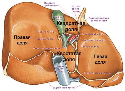 În cazul în care este ficatul a anatomiei umane, în special