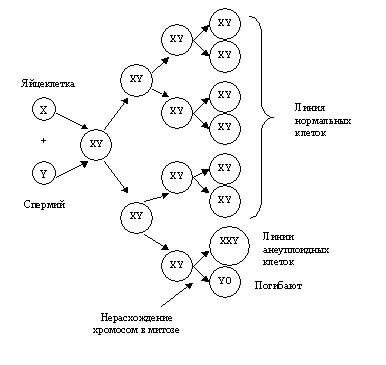 Genotip ca interacțiune gene sistem echilibrat