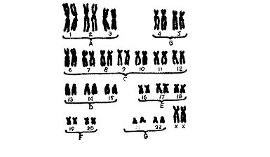 Genotip ca interacțiune gene sistem echilibrat