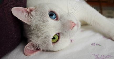 Heterocromie sau de ce pisica ochi diferite