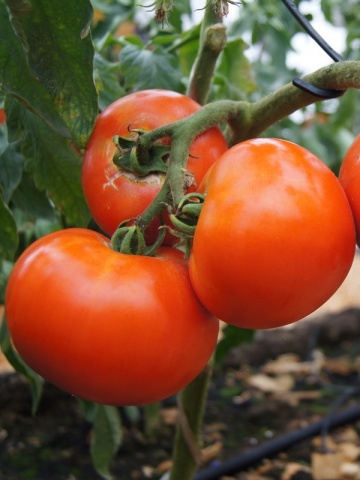 soiuri de tomate olandeze pentru câmp deschis