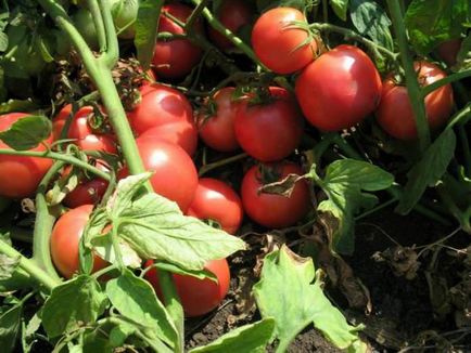 soiuri de tomate olandeze pentru sere informații generale, clasificare, soiurile populare și descrierile lor
