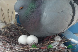 Porumbeii ca acestea prolifera, acasă și procesul lor de împerechere