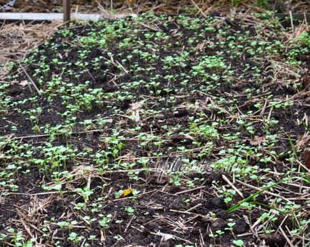 muștar alb ca un gunoi de grajd verde - când să semene și cosi, decât este util, modalități de a crește în primăvara și