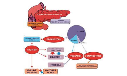 hormoni pancreatic, glucagon, insulina, somatostatină