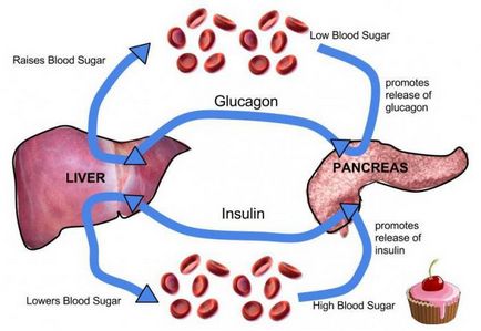 Hormonii ale pancreasului și funcțiile lor