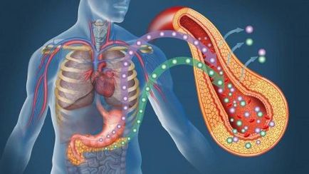 Hormonii ale pancreasului și funcțiile lor