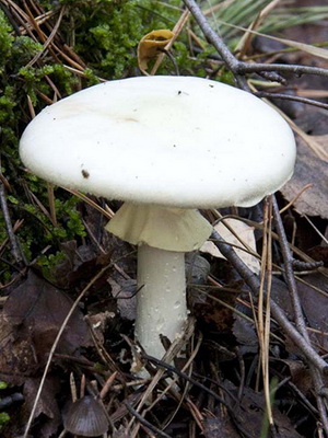 ceașcă moarte de ciuperci arată ca în fotografie, cum să se facă distincția otrăvitoare intoxicații cu ciuperci