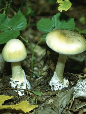 ceașcă moarte de ciuperci arată ca în fotografie, cum să se facă distincția otrăvitoare intoxicații cu ciuperci