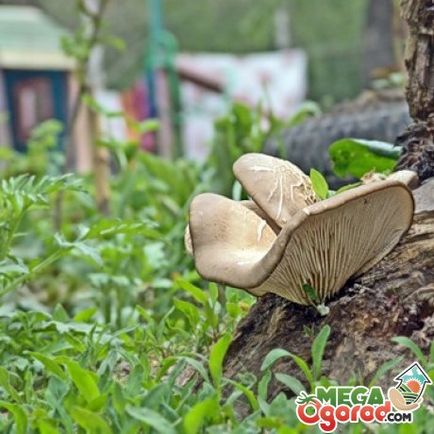 cultivarea ciupercilor stridiilor și auto-îngrijire în țară