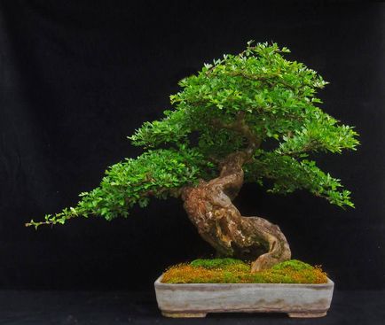 bonsai artificiale pentru etapa de mâini cu pas, cu fotografii, o clasă de master, modul de a face cele mai detaliate