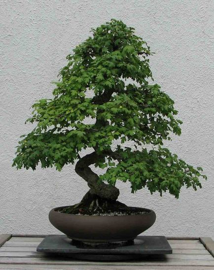 bonsai artificiale pentru etapa de mâini cu pas, cu fotografii, o clasă de master, modul de a face cele mai detaliate