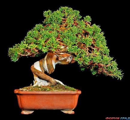 bonsai artificiale pentru etapa de mâini cu pas, cu fotografii, o clasă de master, modul de a face cele mai detaliate