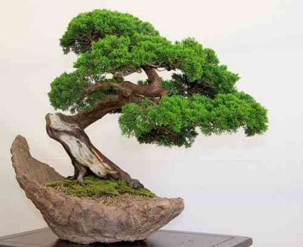 bonsai artificiale pentru etapa de mâini cu pas, cu fotografii, o clasă de master, modul de a face cele mai detaliate