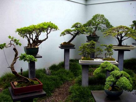 bonsai artificiale pentru etapa de mâini cu pas, cu fotografii, o clasă de master, modul de a face cele mai detaliate