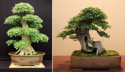 bonsai artificiale pentru etapa de mâini cu pas, cu fotografii, o clasă de master, modul de a face cele mai detaliate