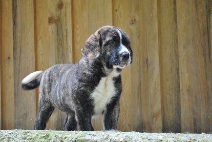 Spaniolă Mastiff spaniolă Mastiff fotografie