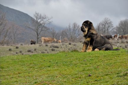 Spaniolă Mastiff spaniolă Mastiff fotografie