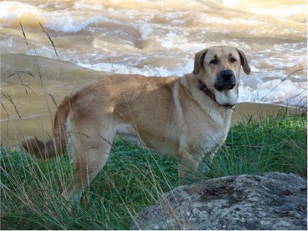 Spaniolă Mastiff spaniolă Mastiff fotografie