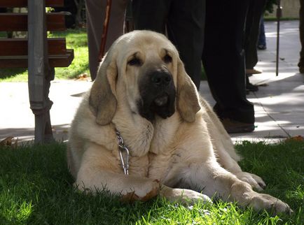 Spaniolă Mastiff spaniolă Mastiff fotografie