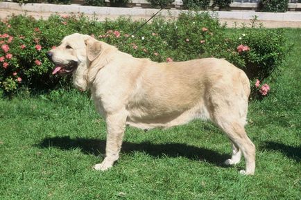 Spaniolă Mastiff spaniolă Mastiff fotografie