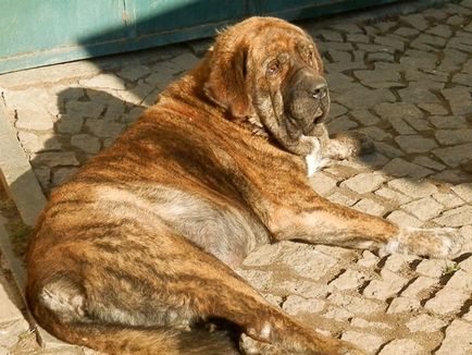 Spaniolă Mastiff spaniolă Mastiff fotografie