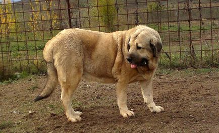 Spaniolă Mastiff spaniolă Mastiff fotografie