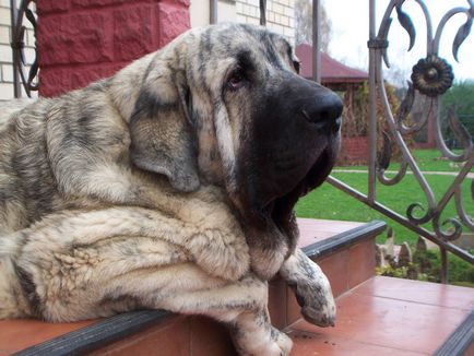 Spaniolă Mastiff spaniolă Mastiff fotografie