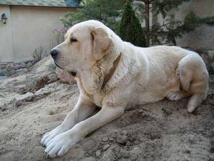 Spaniolă Mastiff spaniolă Mastiff fotografie