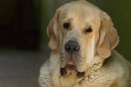 Spaniolă Mastiff spaniolă Mastiff fotografie