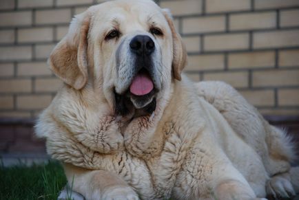 Spaniolă Mastiff spaniolă Mastiff fotografie